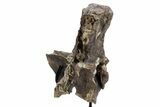 Tyrannosaur (Gorgosaurus?) Vertebral Arch with Stand - Montana #335936-5